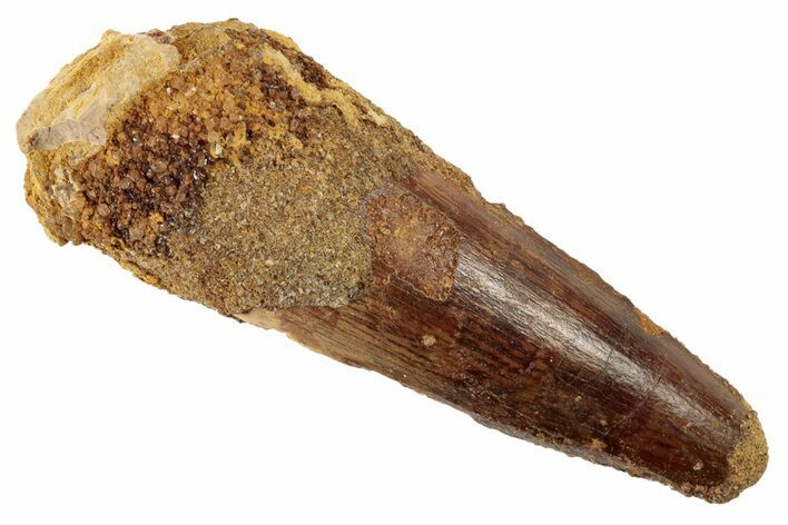 Spinosaurus Tooth - Real Dinosaur Tooth #192098